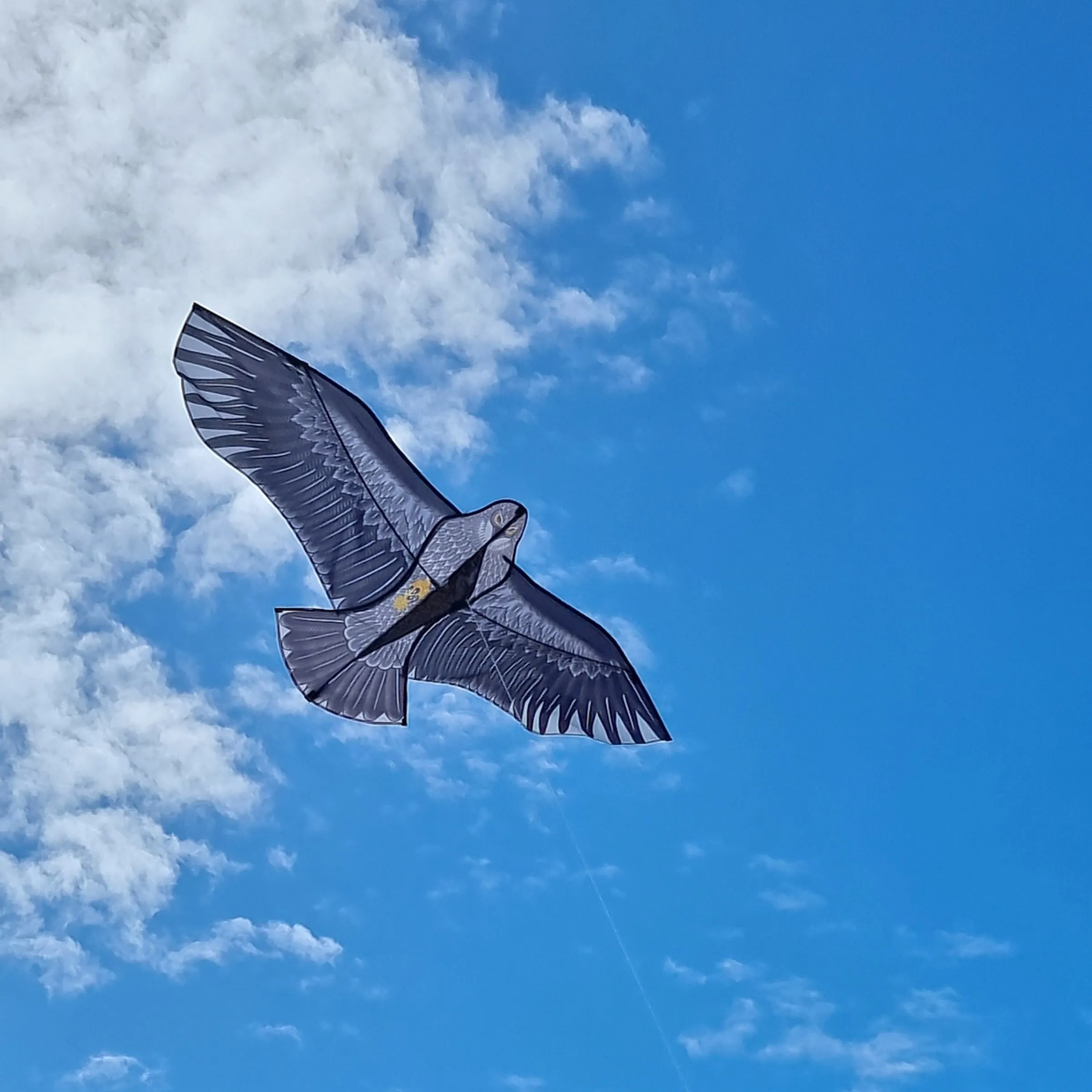 Windspeed Kites - Eagle Children's Kite